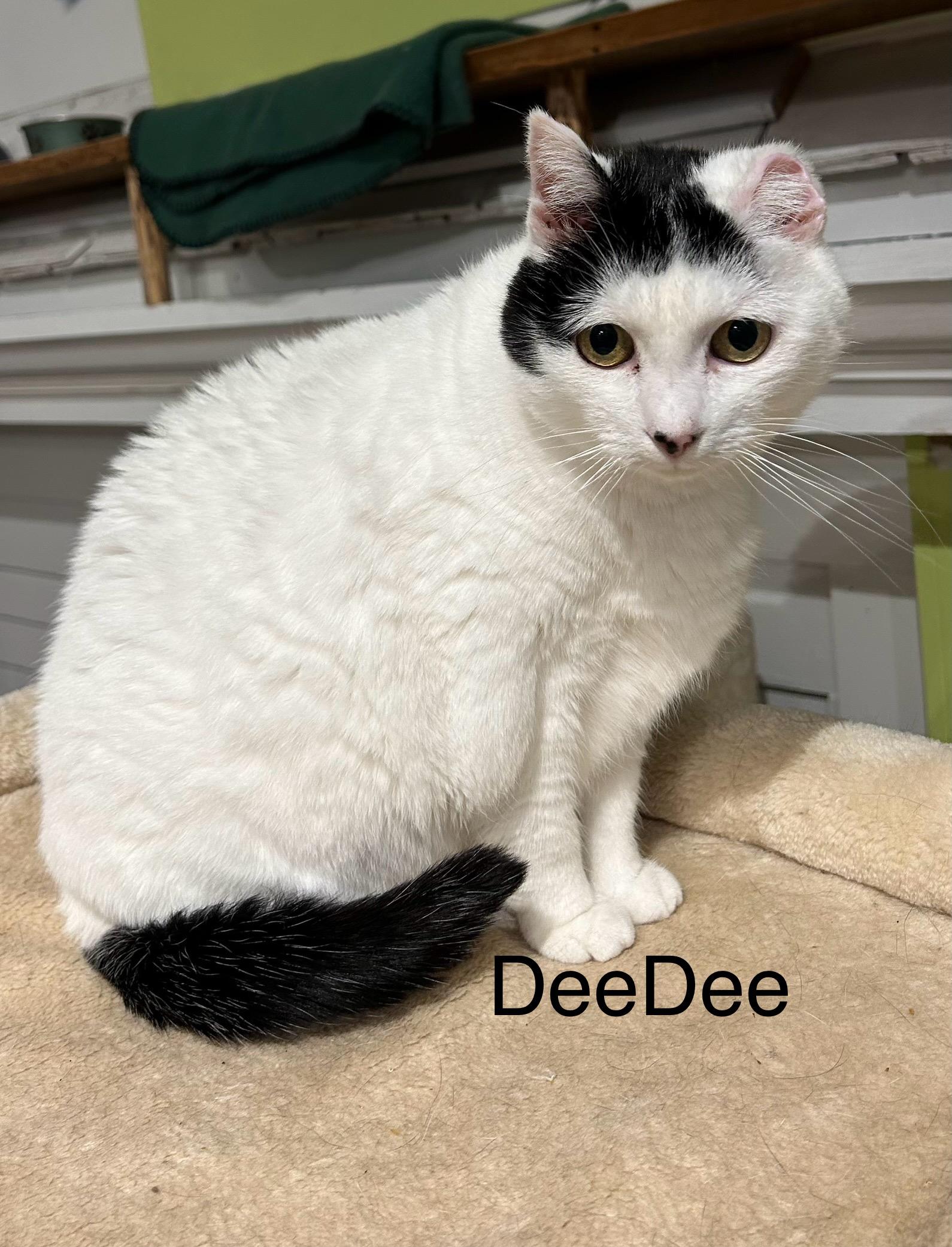 Enlarge DeeDee, a Adoptable Domestic Short Hair in Wells, ME image 3/3