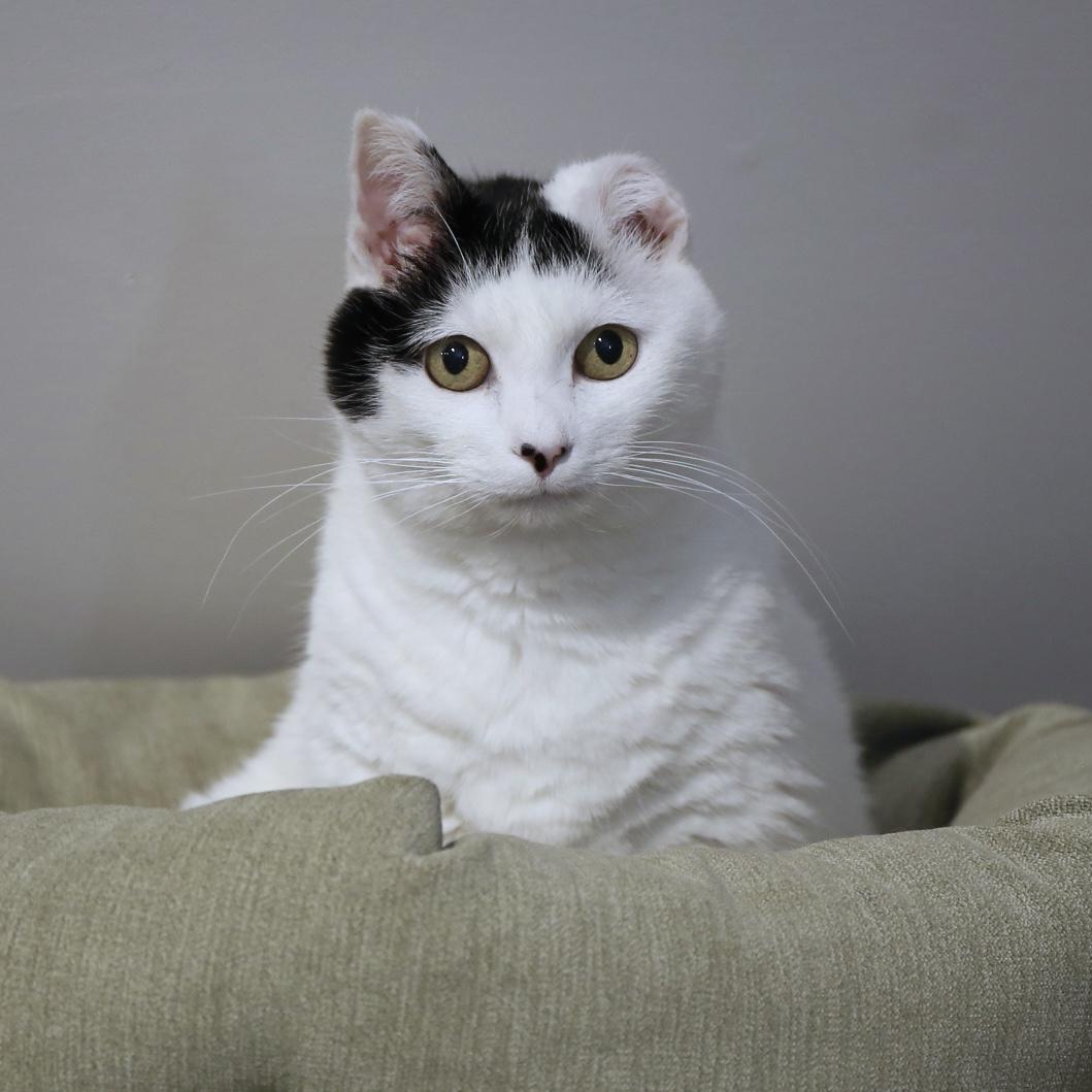 Enlarge DeeDee, a Adoptable Domestic Short Hair in Wells, ME image 1/3