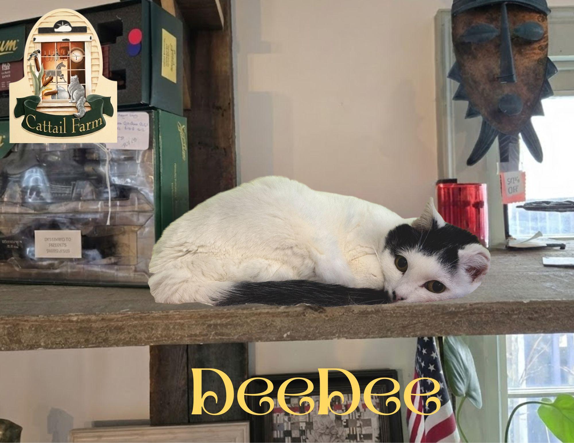 Enlarge DeeDee, a Adoptable Domestic Short Hair in Wells, ME image 2/3