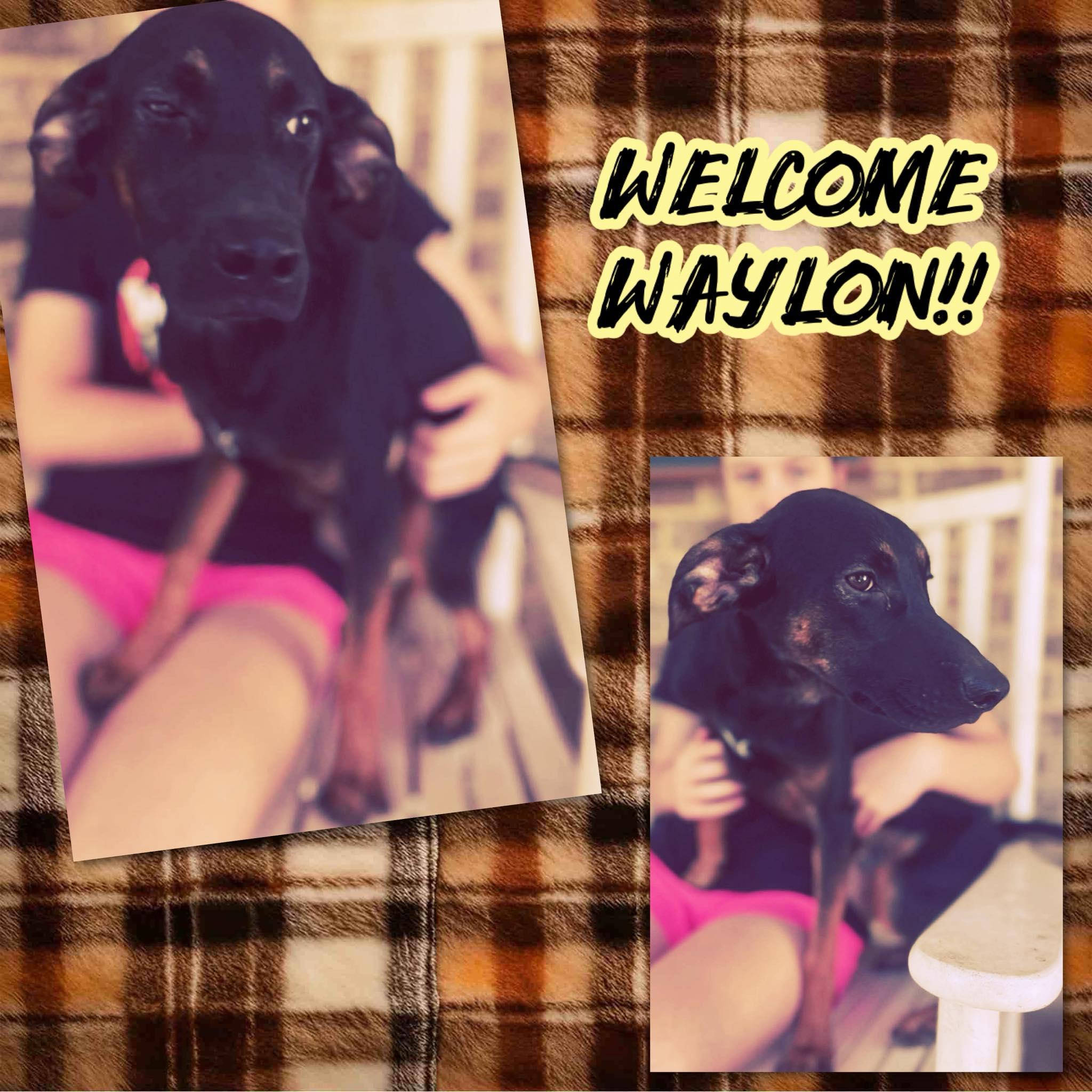 Enlarge Waylon, a Adoptable mixed breed in Lebanon, OH image 2/2