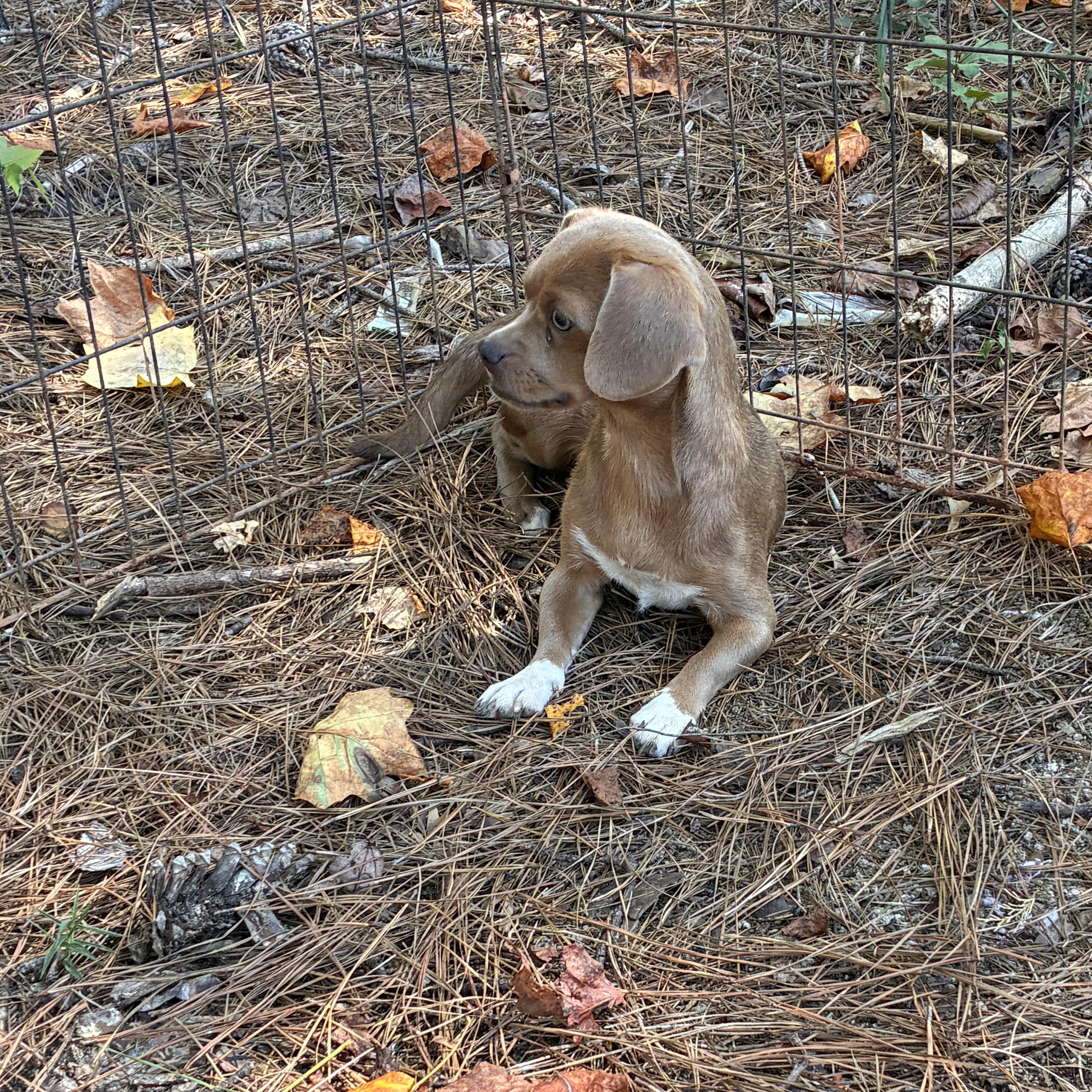 Enlarge Theo, a Adoptable Chiweenie in Rock Hill, SC image 3/4