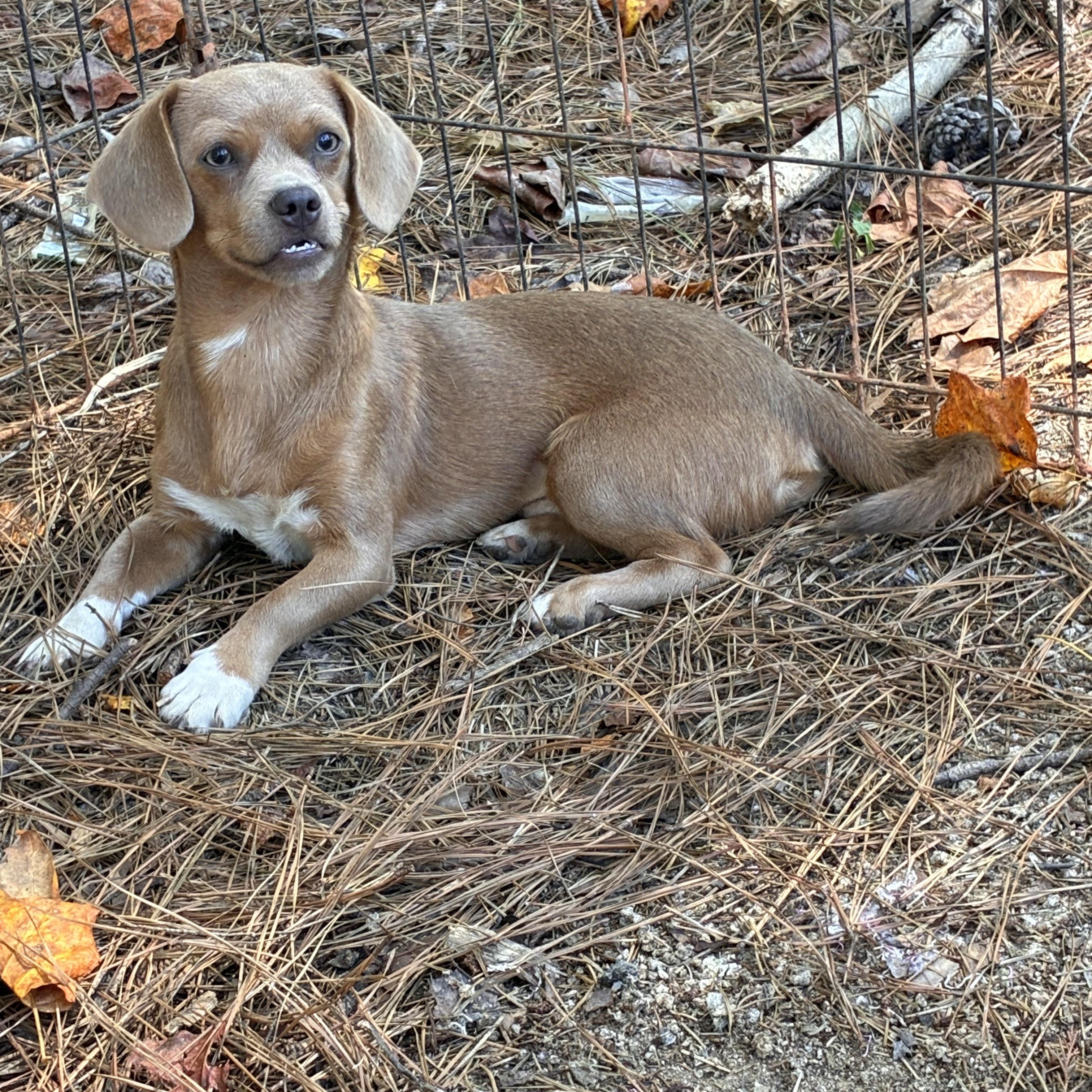 Enlarge Theo, a Adoptable Chiweenie in Rock Hill, SC image 1/4