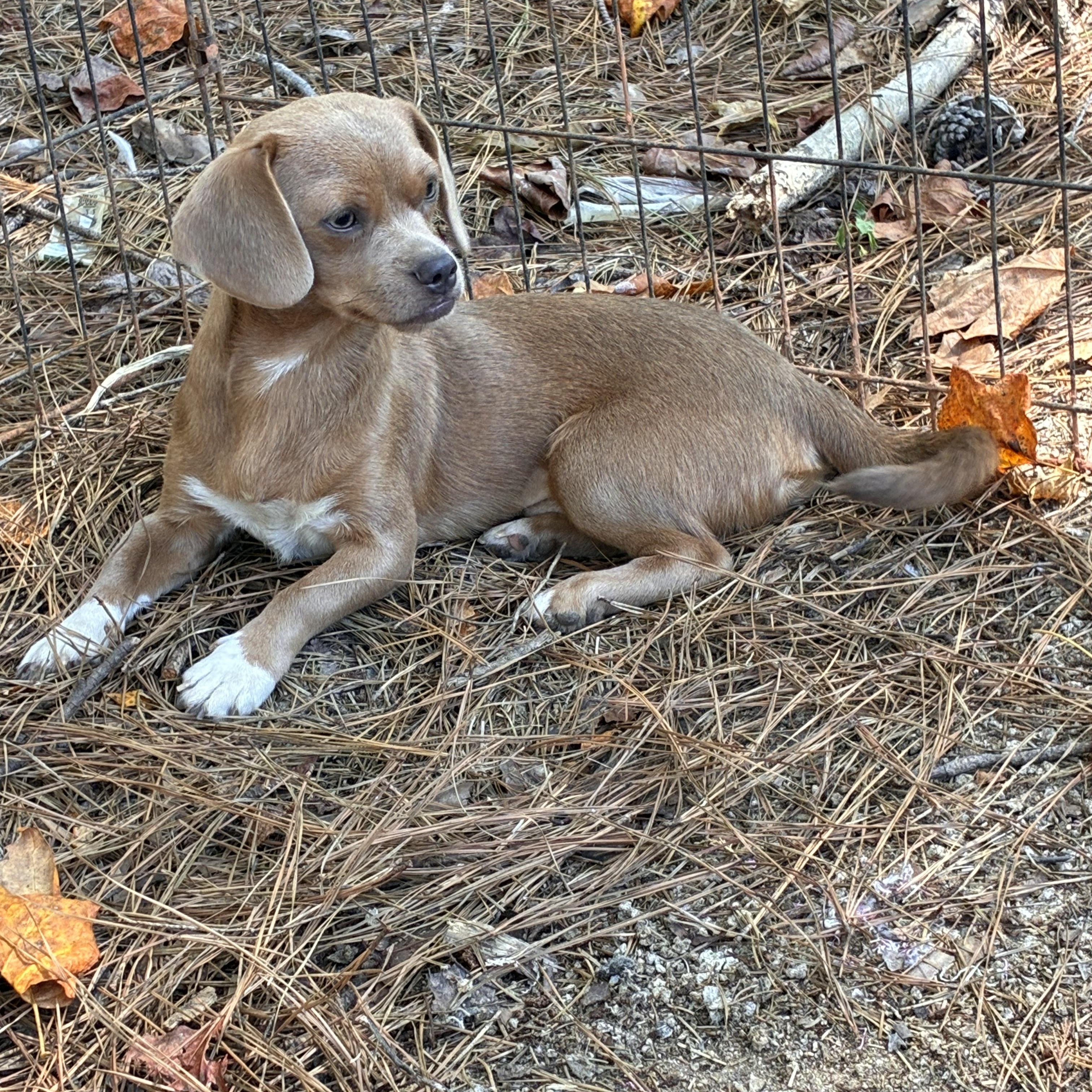 Enlarge Theo, a Adoptable Chiweenie in Rock Hill, SC image 4/4