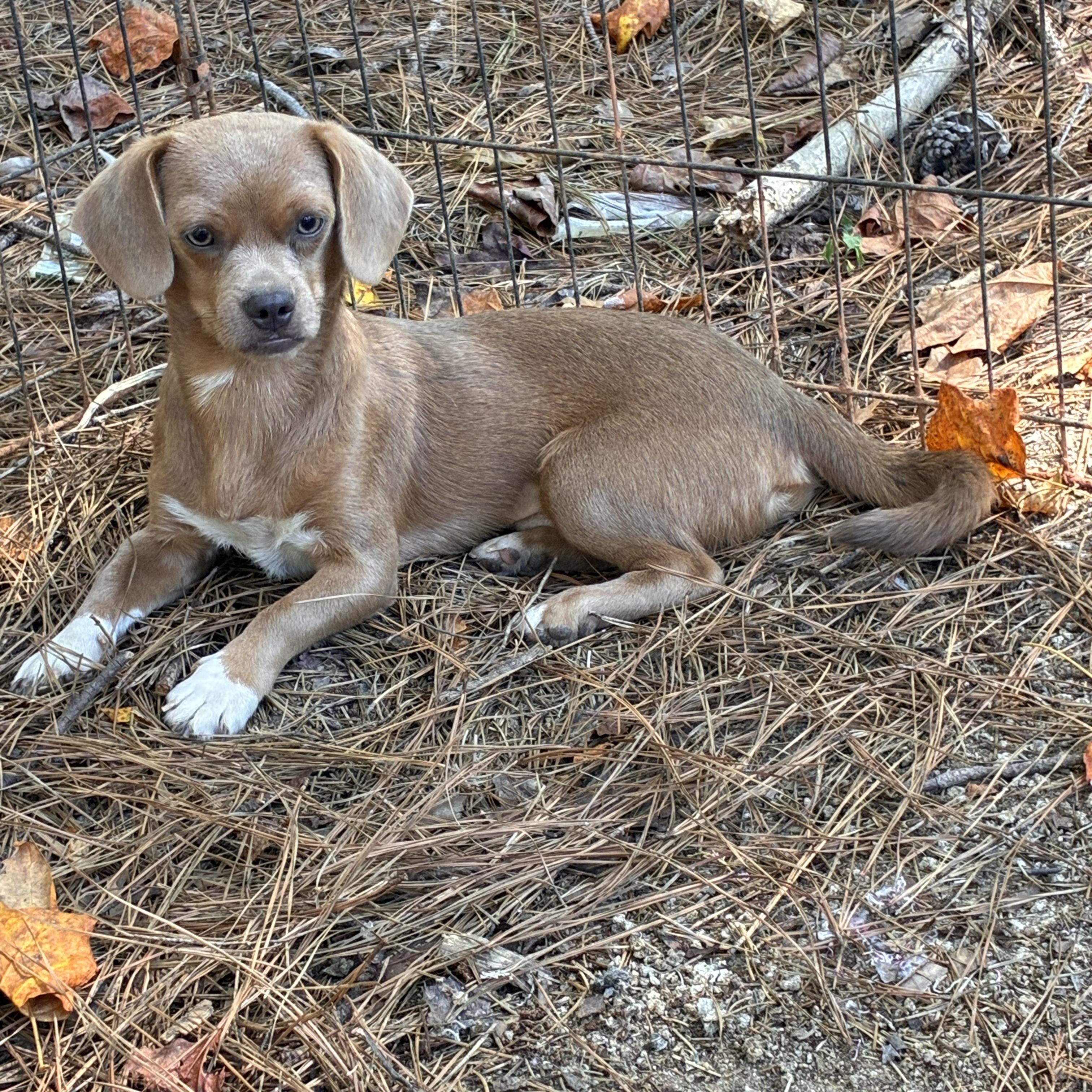Enlarge Theo, a Adoptable Chiweenie in Rock Hill, SC image 2/4