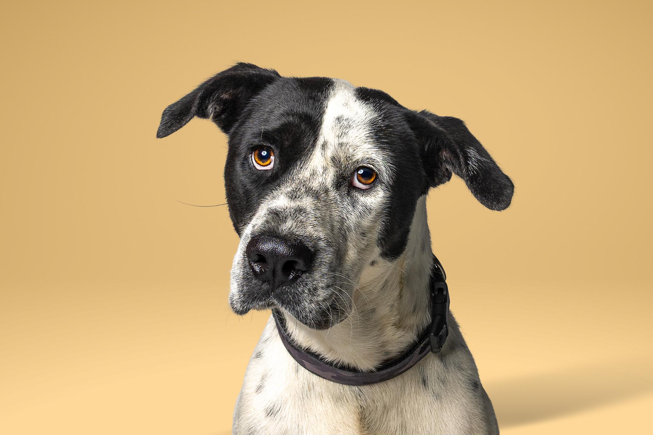 Enlarge Archie, a Adoptable mixed breed in Tyler, TX image 3/4