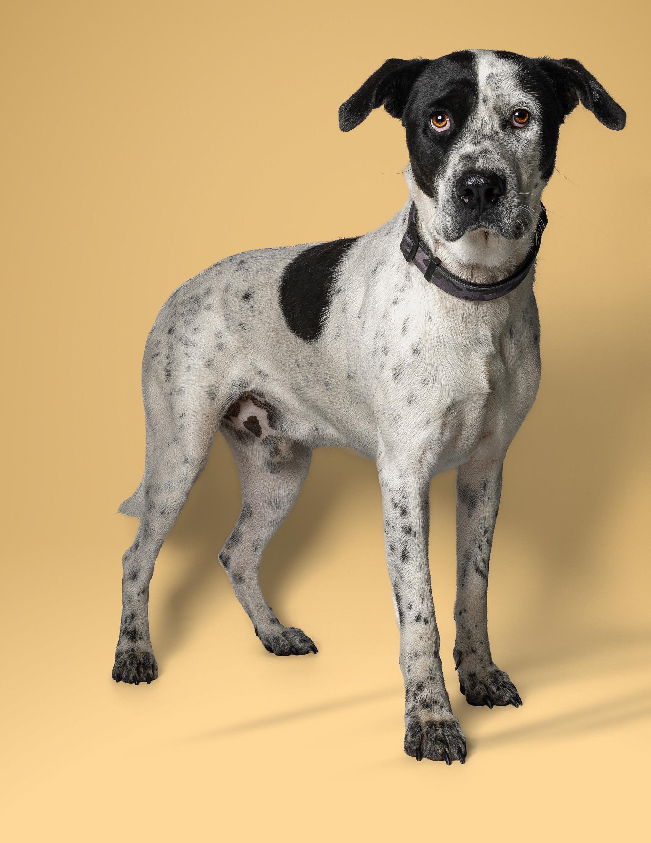 Enlarge Archie, a Adoptable mixed breed in Tyler, TX image 4/4
