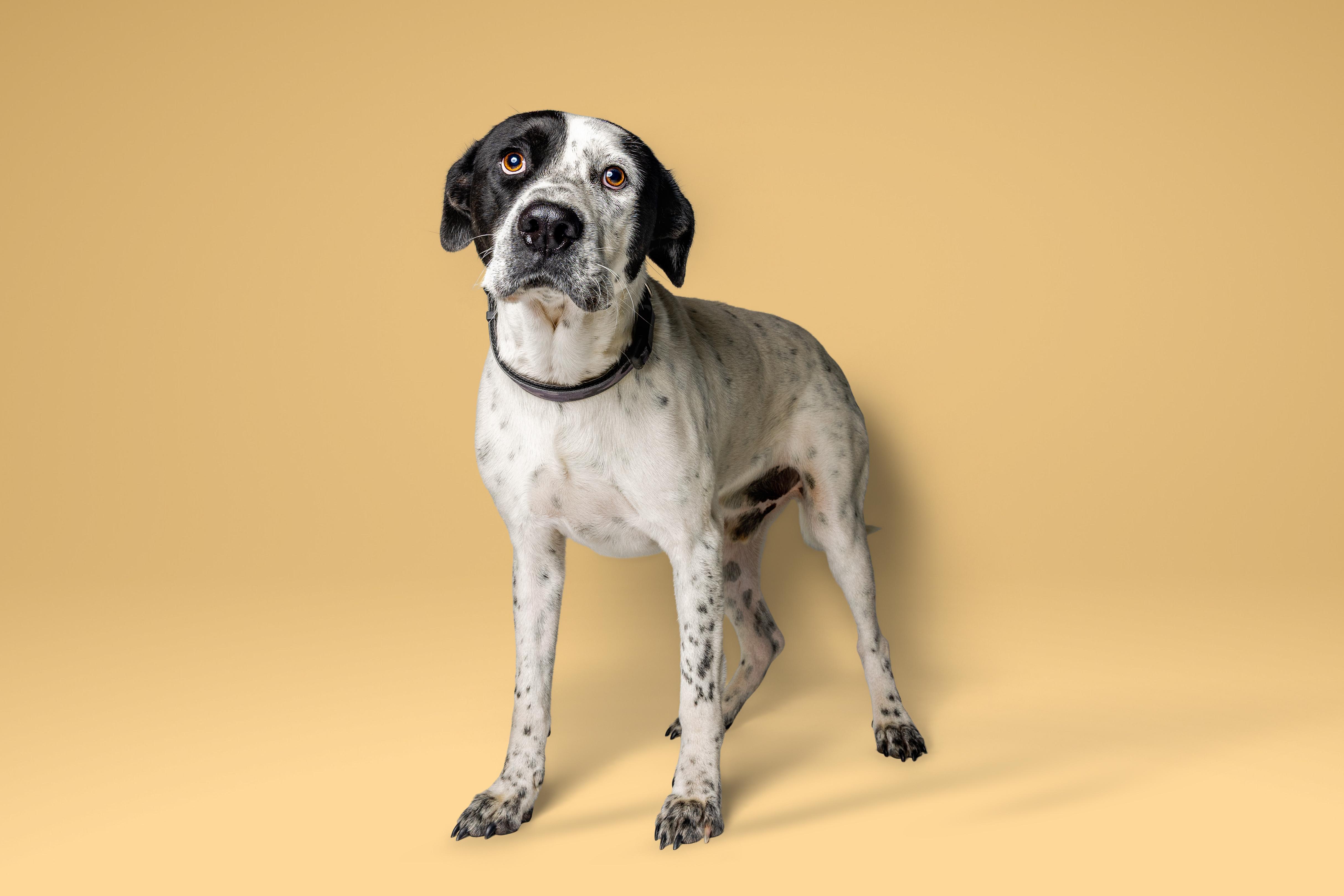 Archie, Adoptable, Adult Male Australian Cattle Dog / Blue Heeler & Pointer.