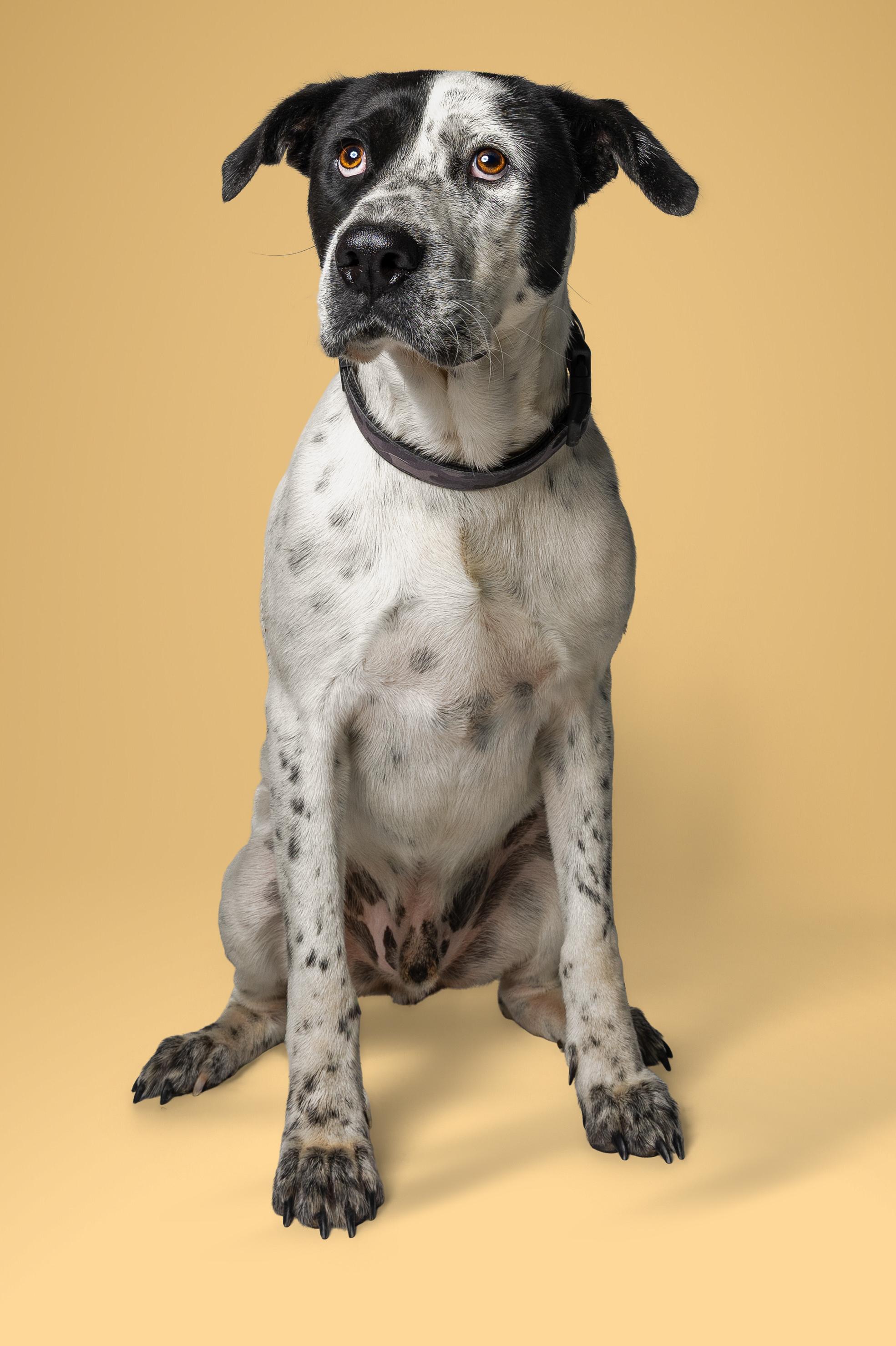 Enlarge Archie, a Adoptable mixed breed in Tyler, TX image 2/4