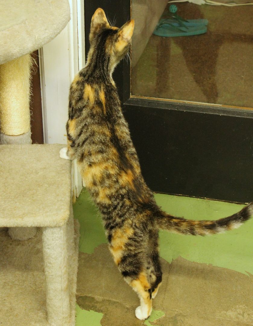 Enlarge Taffy, an adoptable Calico in San Diego, CA image 3/3