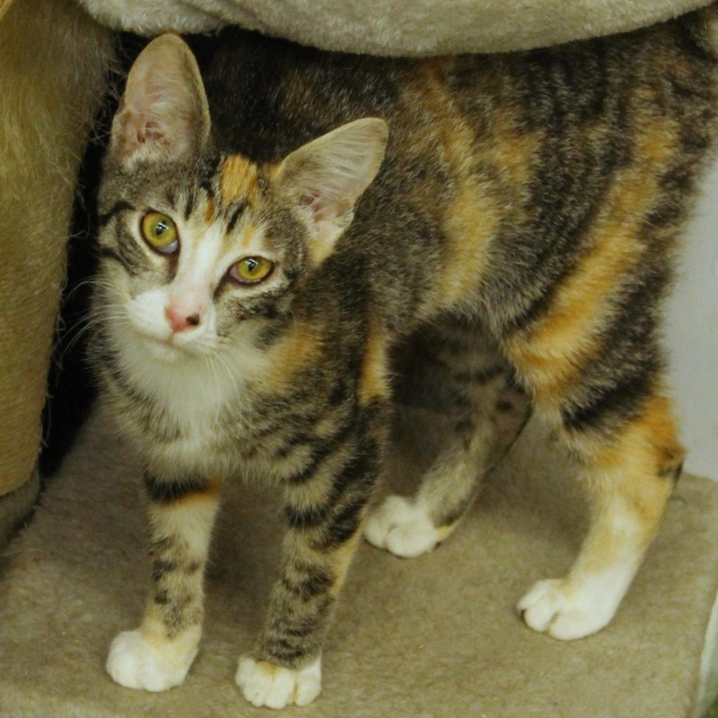Taffy, adoptable, Young Female Calico.