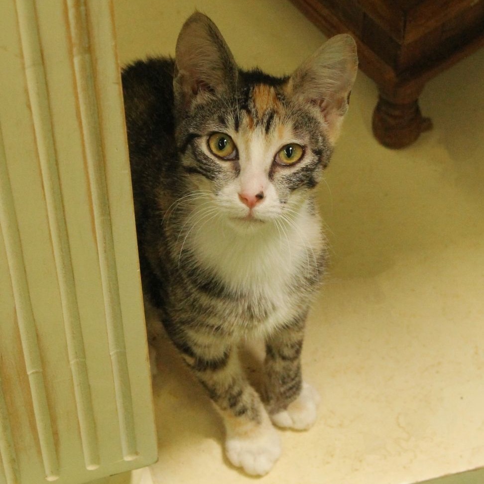 Enlarge Taffy, an adoptable Calico in San Diego, CA image 2/3