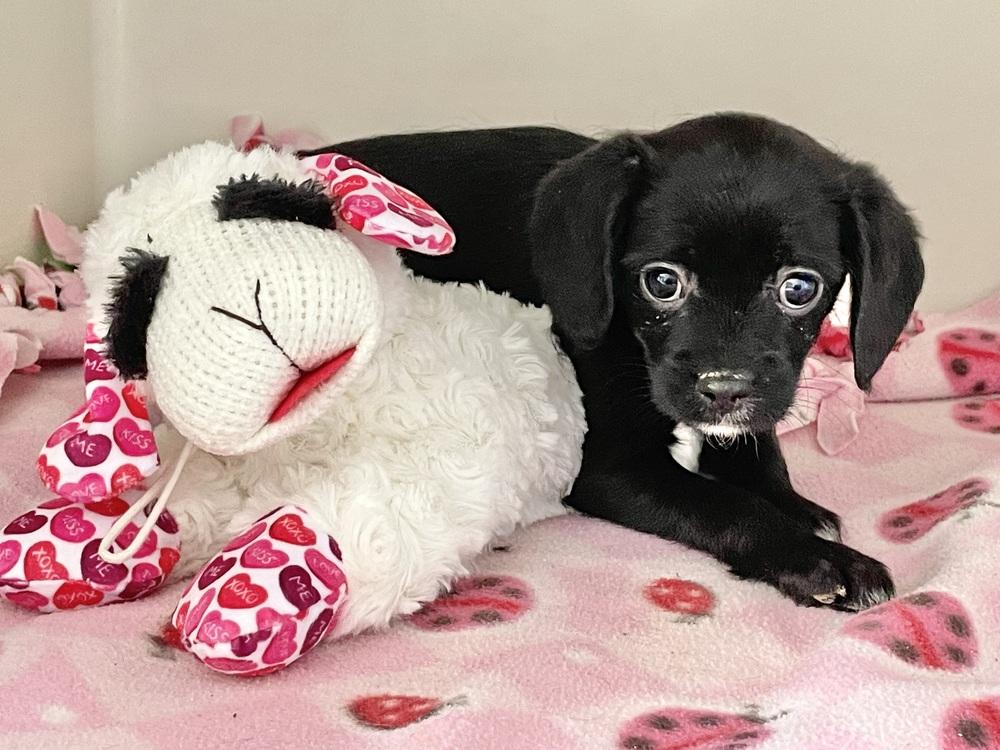 Enlarge Cara, a Adoptable mixed breed in Scranton, PA image 1/1