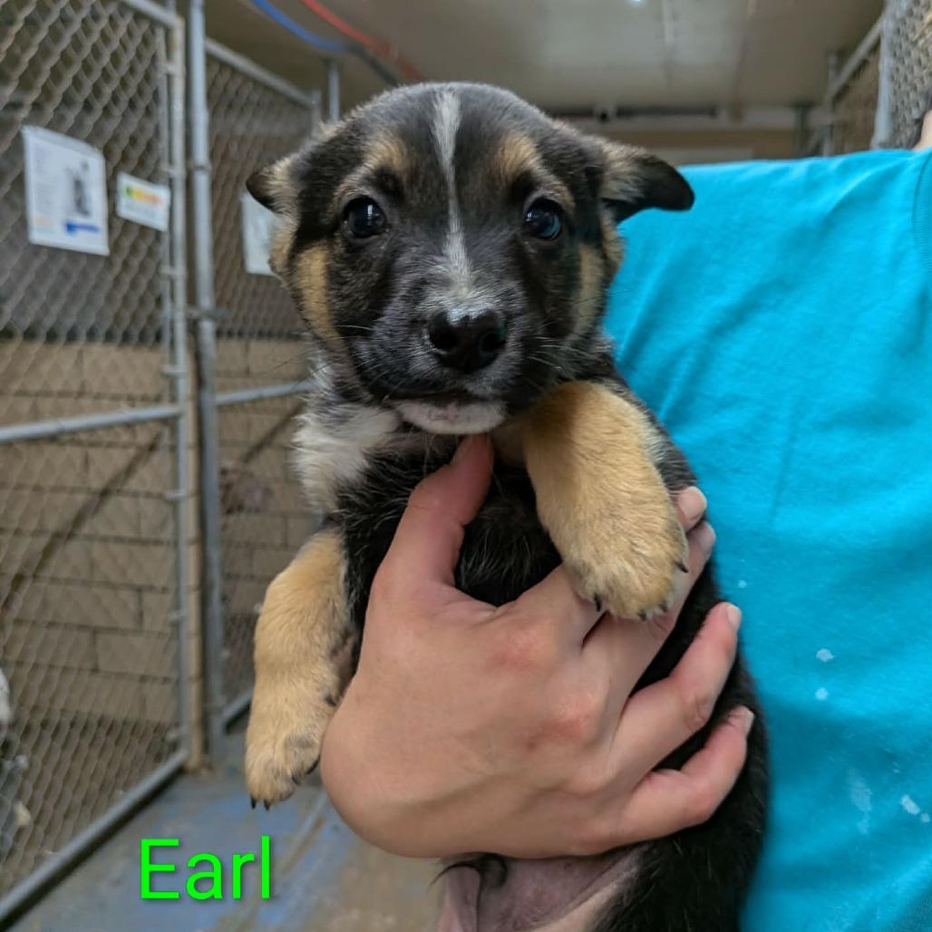 Earl-real red collar, Adoptable, Puppy Male German Shepherd Dog & Beagle.