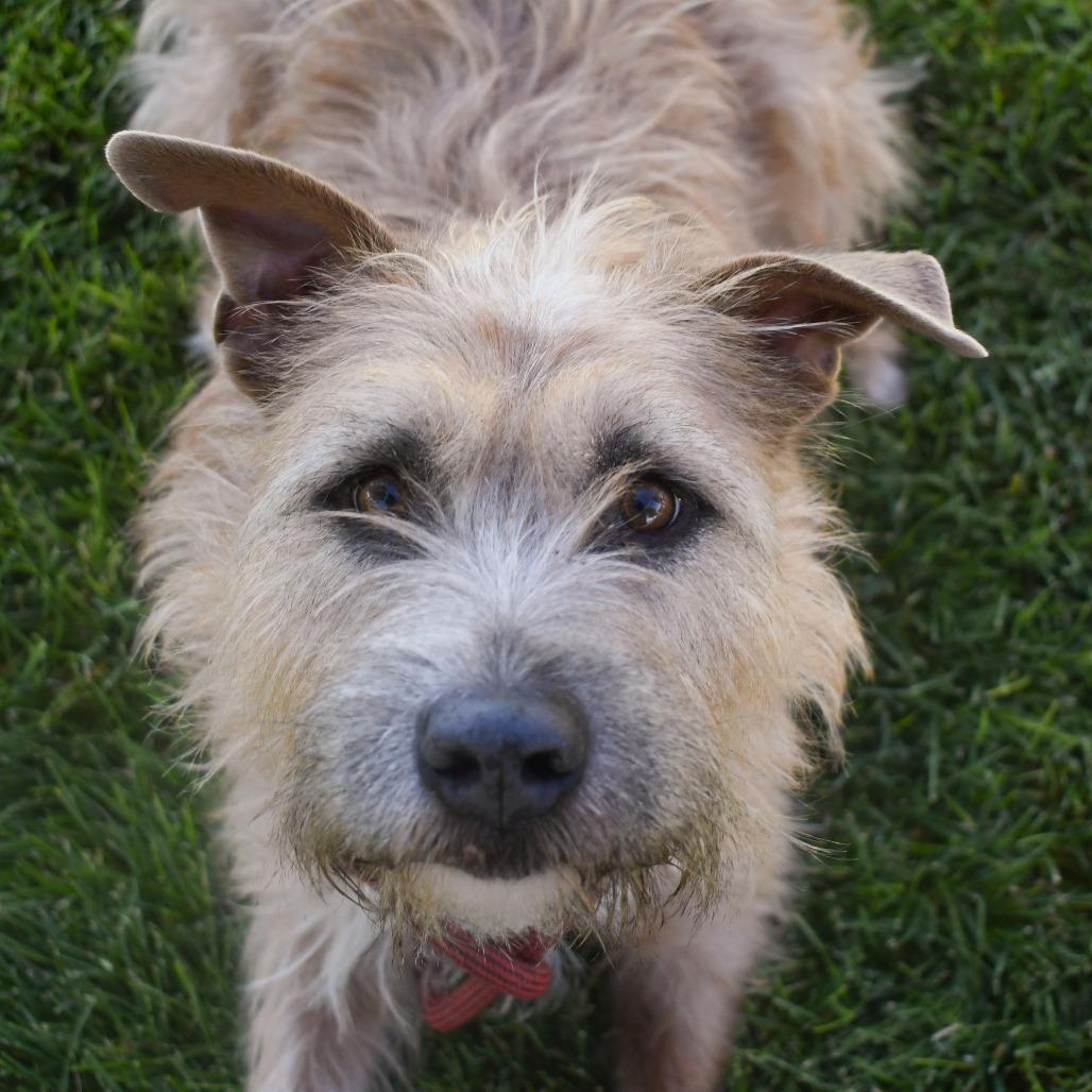 Enlarge Bella, a Adoptable Wirehaired Terrier in Carlin, NV image 1/3