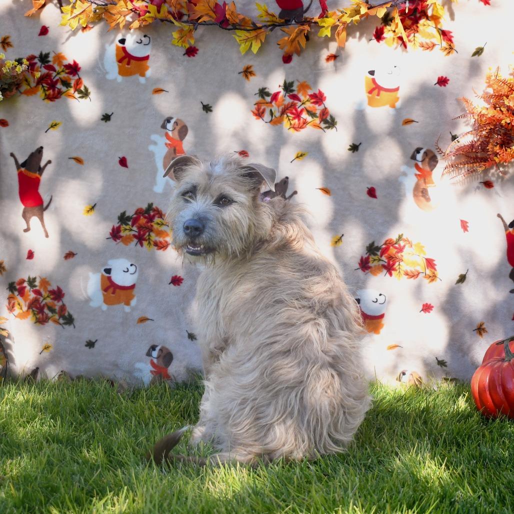 Enlarge Bella, a Adoptable Wirehaired Terrier in Carlin, NV image 2/3