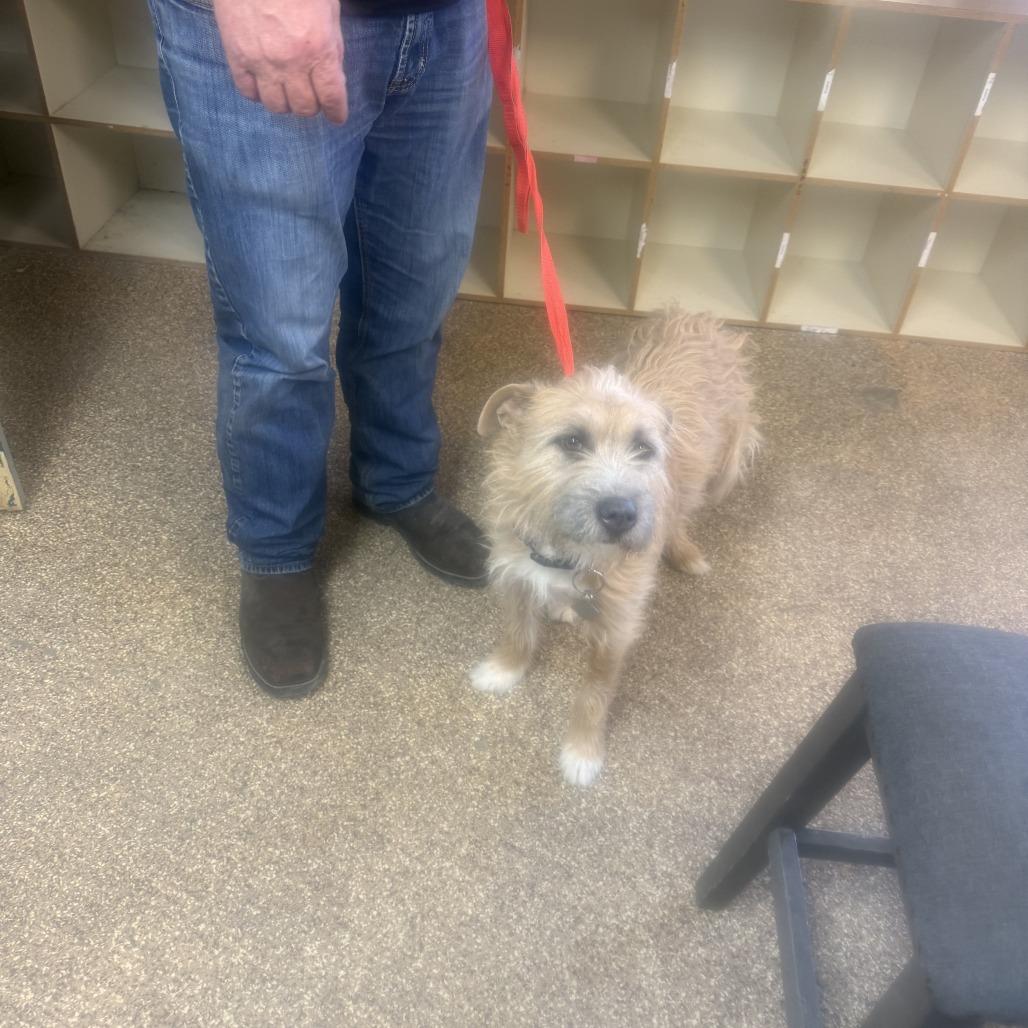 Bella, Adoptable, Adult Female Wirehaired Terrier.