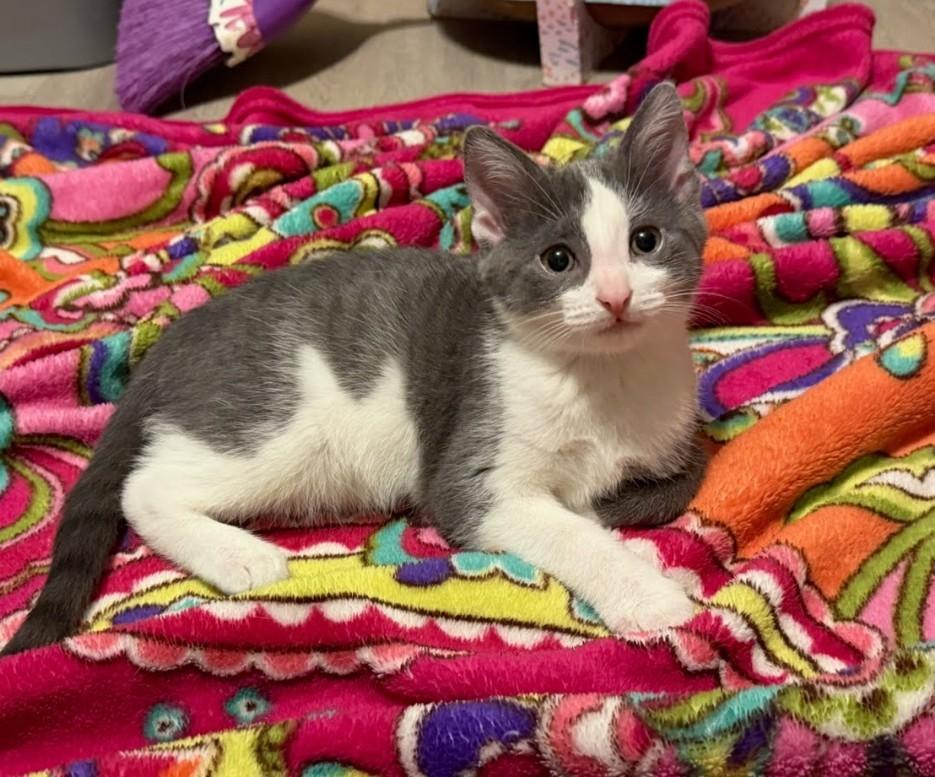 Enlarge Beryl, a Adoptable mixed breed in Concord, NC image 3/4