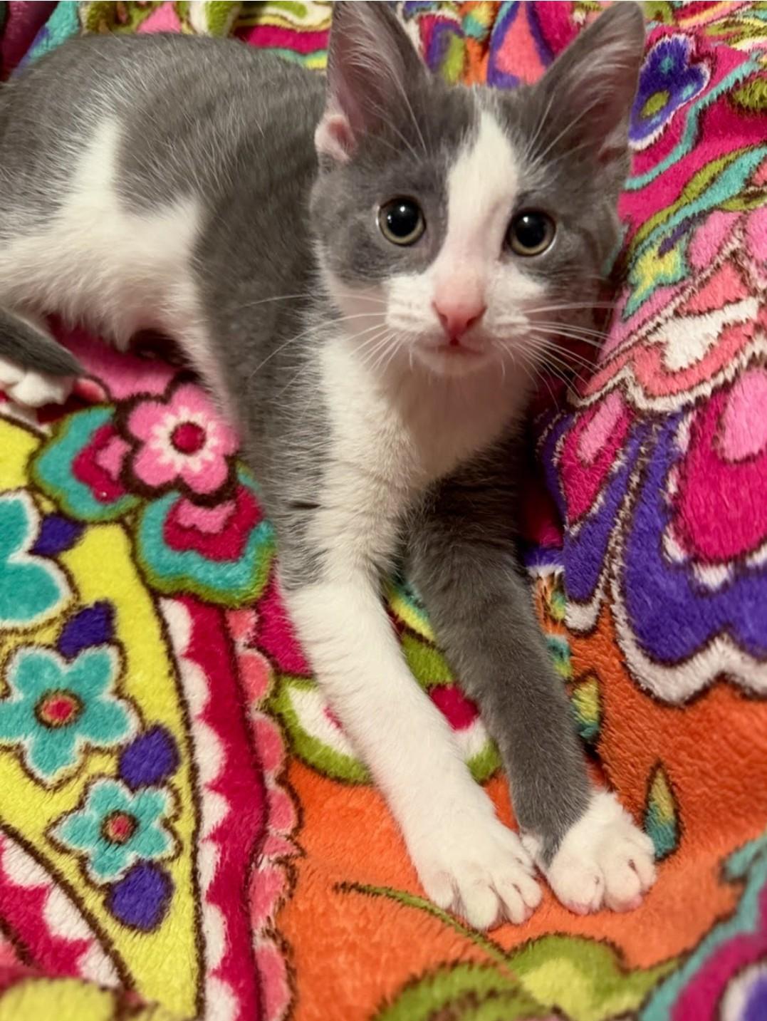 Enlarge Beryl, a Adoptable mixed breed in Concord, NC image 2/4