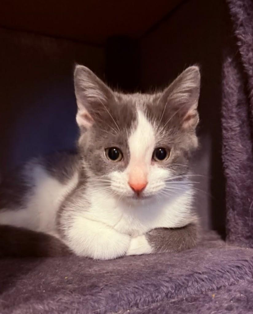 Enlarge Beryl, a Adoptable mixed breed in Concord, NC image 4/4