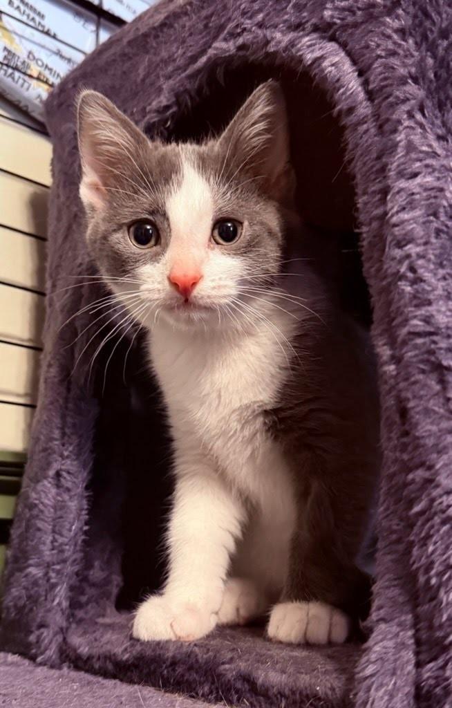 Beryl, Adoptable, Kitten Male Russian Blue.