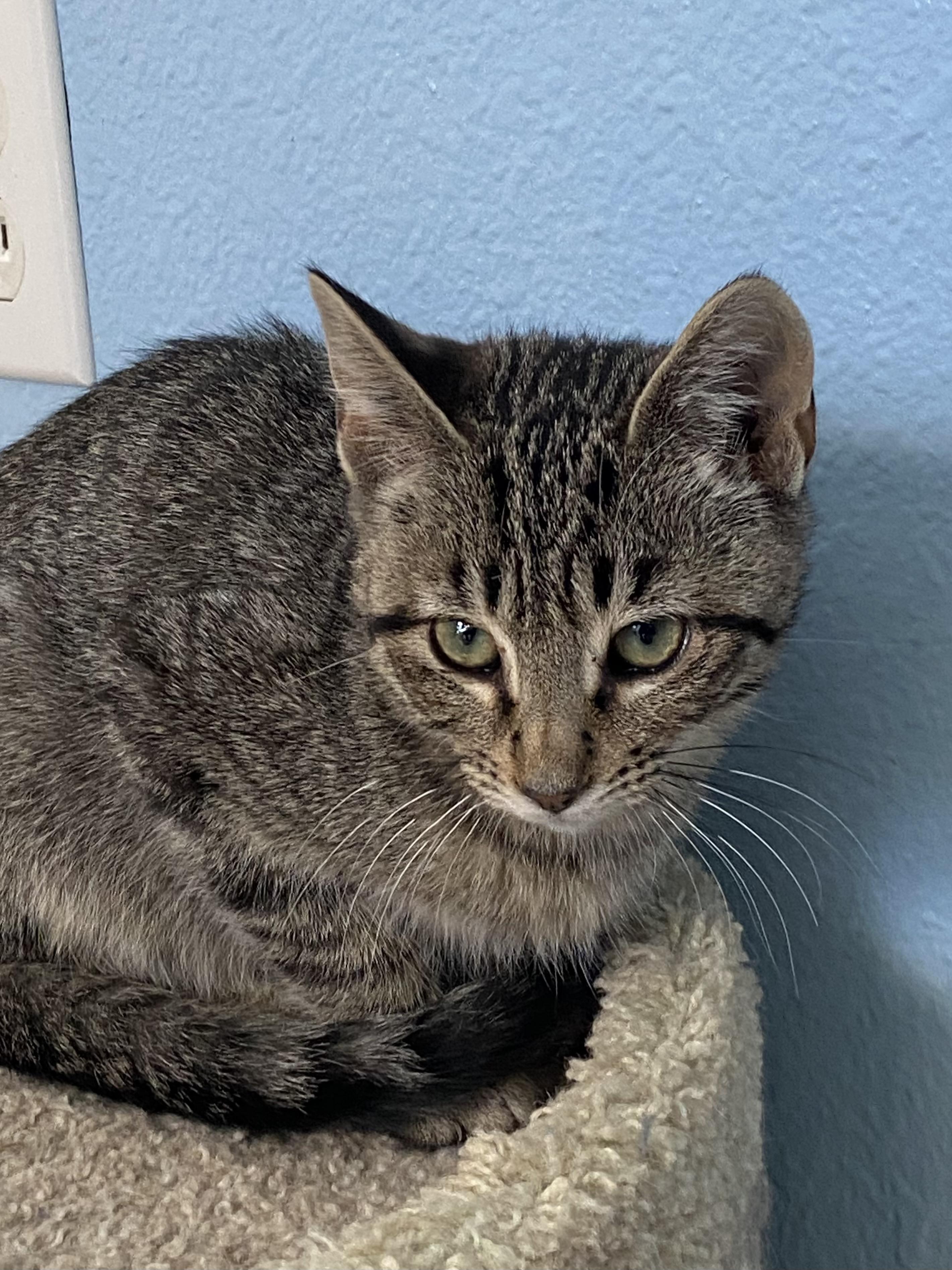 Moe, an adoptable Tabby in Choteau, MT, 59422 | Photo Image 1