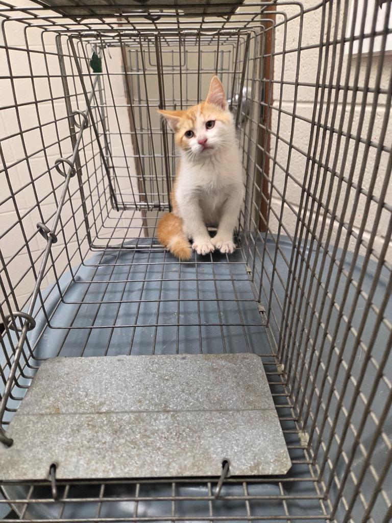 Toeby (Swanson Cat 2), Adoptable, Kitten Male Domestic Short Hair.