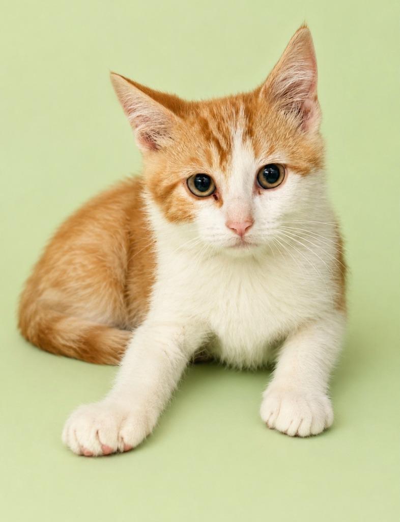 Enlarge Toeby (Swanson Cat 2), a Adoptable mixed breed in Rock Springs, WY image 2/2