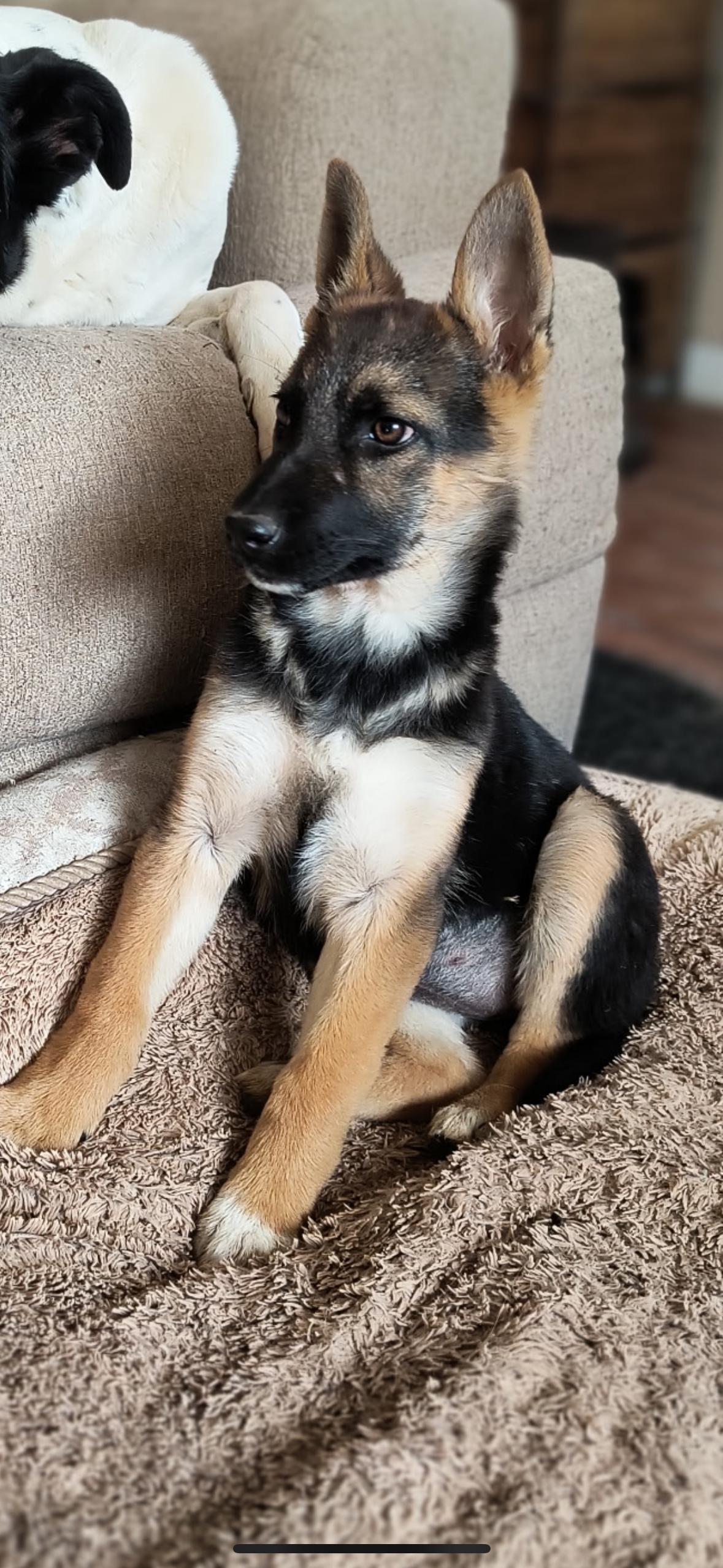 Mt. Blue, Adoptable, Puppy Female German Shepherd Dog.