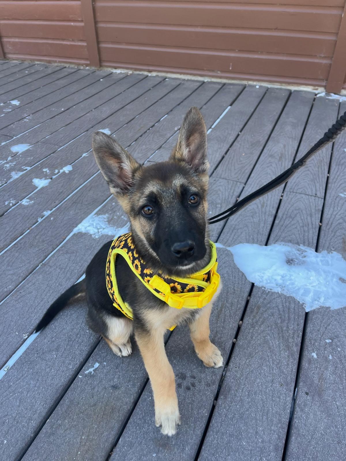 Enlarge Mt. Blue, a Adoptable German Shepherd Dog in Evergreen, CO image 2/3