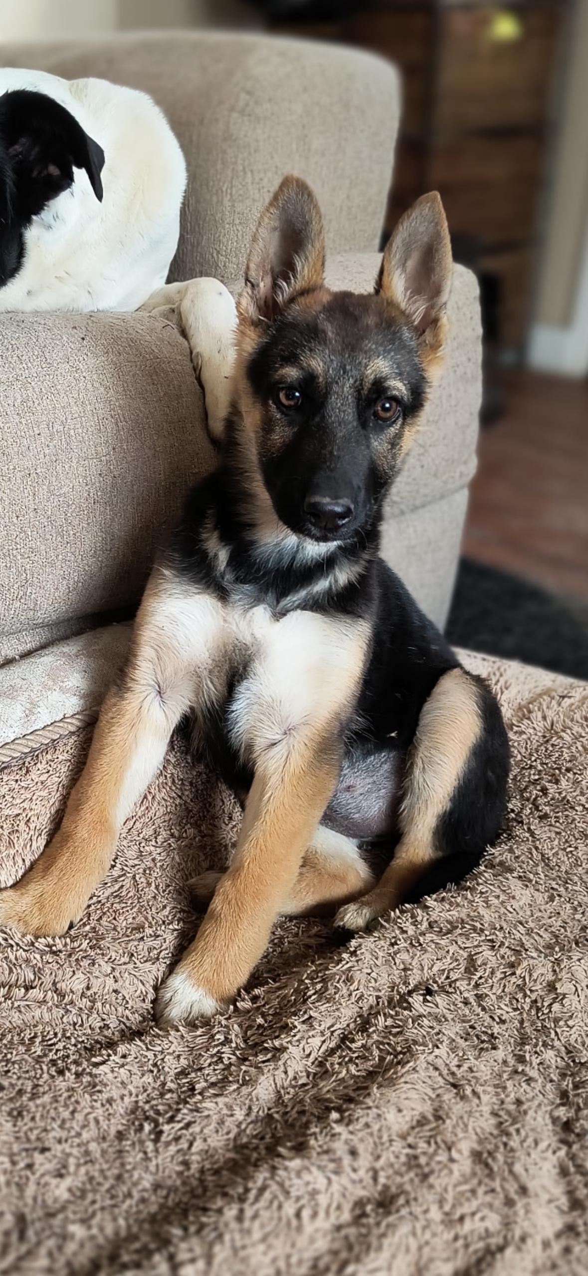 Enlarge Mt. Blue, a Adoptable German Shepherd Dog in Evergreen, CO image 3/3