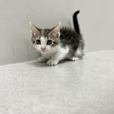 Lightning, a ADOPTABLE Domestic Short Hair in St. John, IN image 4/4