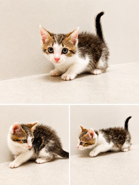 Lightning, a ADOPTABLE Domestic Short Hair in St. John, IN image 1/4