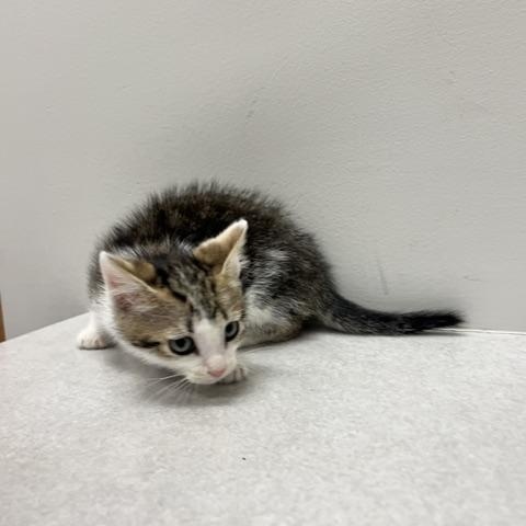 Lightning, a ADOPTABLE Domestic Short Hair in St. John, IN image 2/4