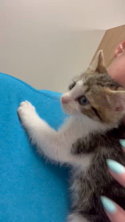 Enlarge Lightning, a ADOPTABLE Domestic Short Hair in St. John, IN video 3/4