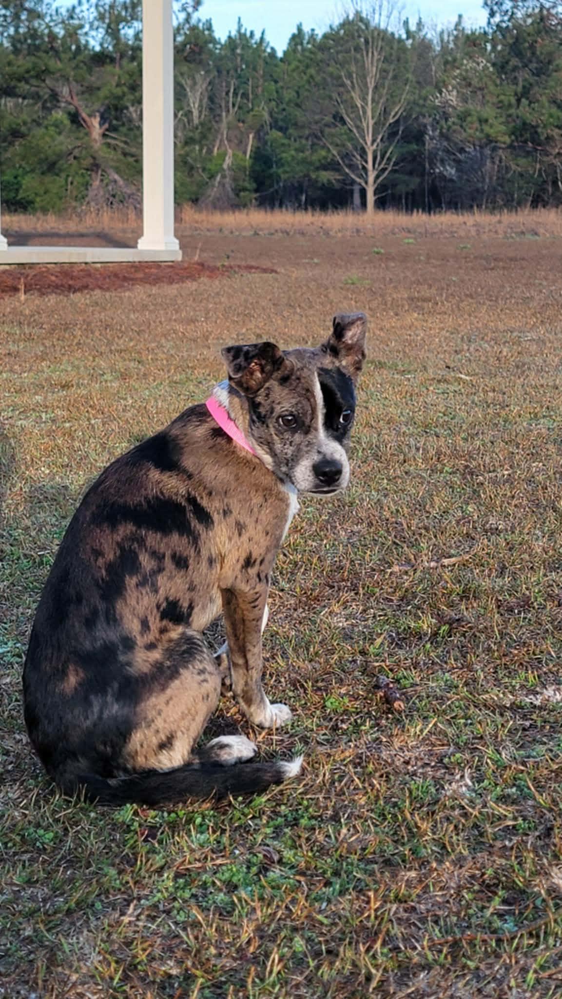 Molly, ADOPTABLE, Young Female Mixed Breed.