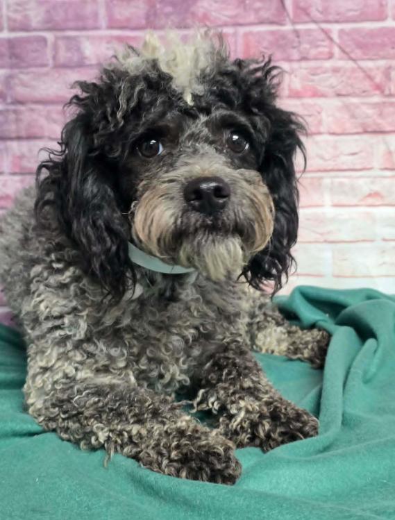 Merlin, Adoptable, Adult Male Poodle.