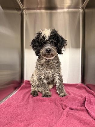 Merlin, a Adoptable Poodle in Cortez, CO image 2/3