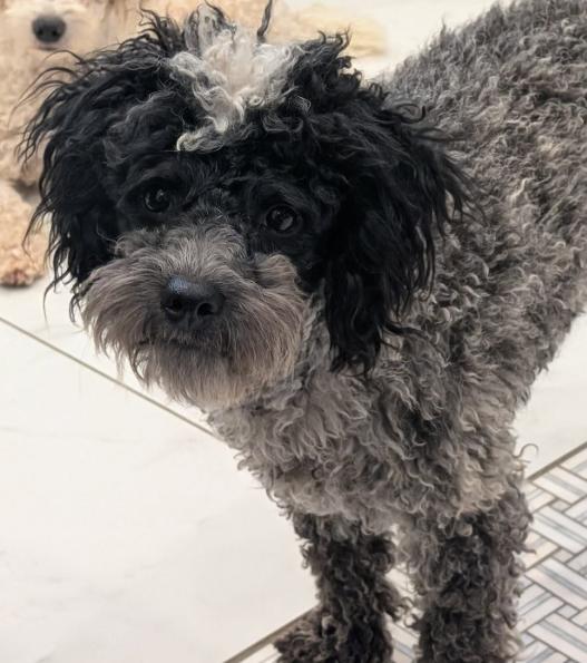 Merlin, a Adoptable Poodle in Cortez, CO image 3/3
