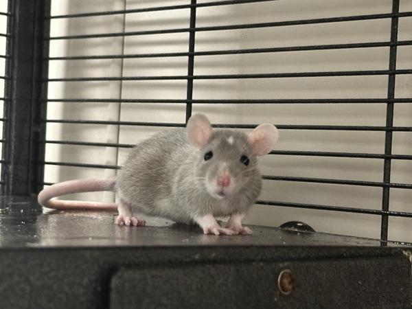 Brody Dalle, Adoptable, Baby Female Rat.