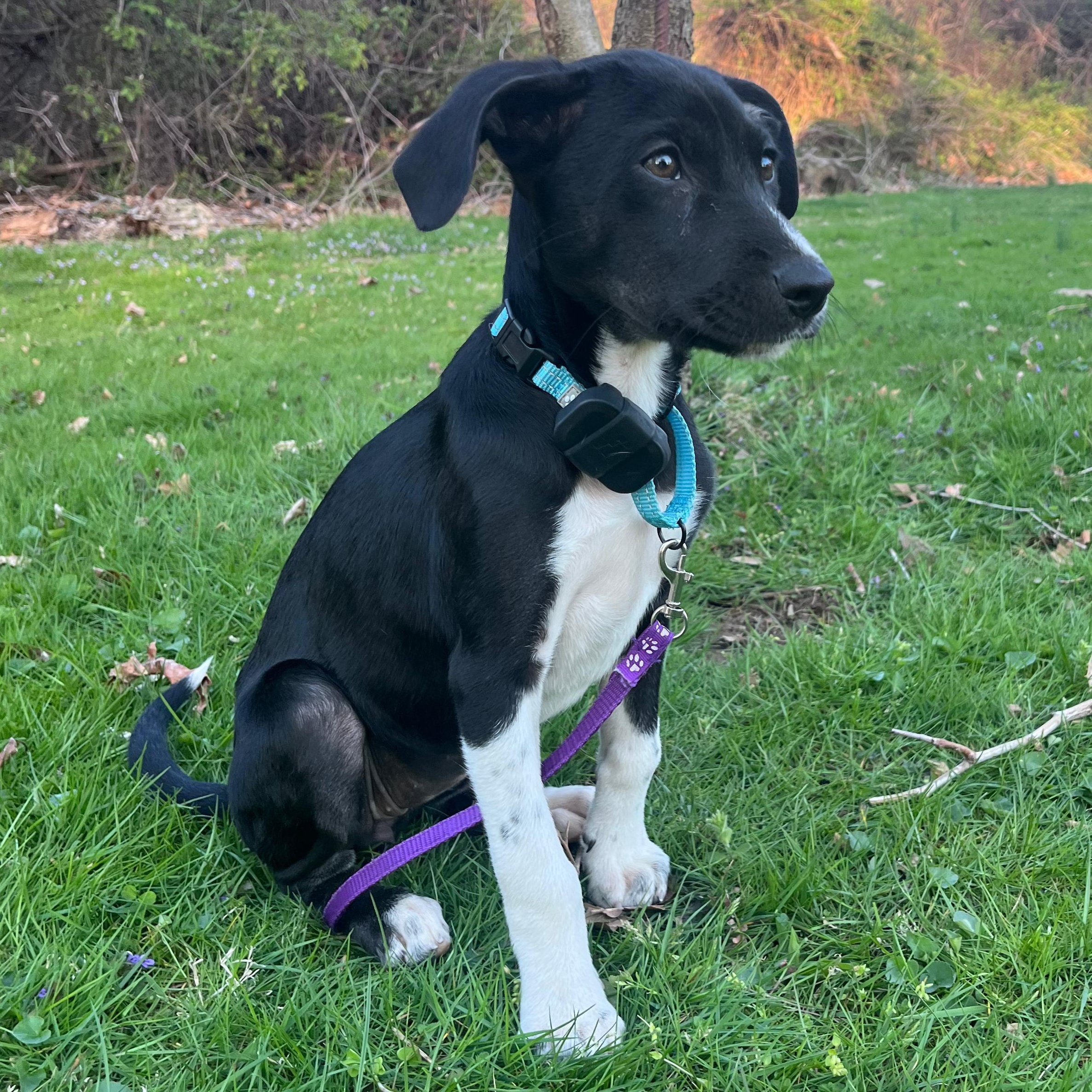 Maggie, ADOPTABLE, Puppy Female Mixed Breed.