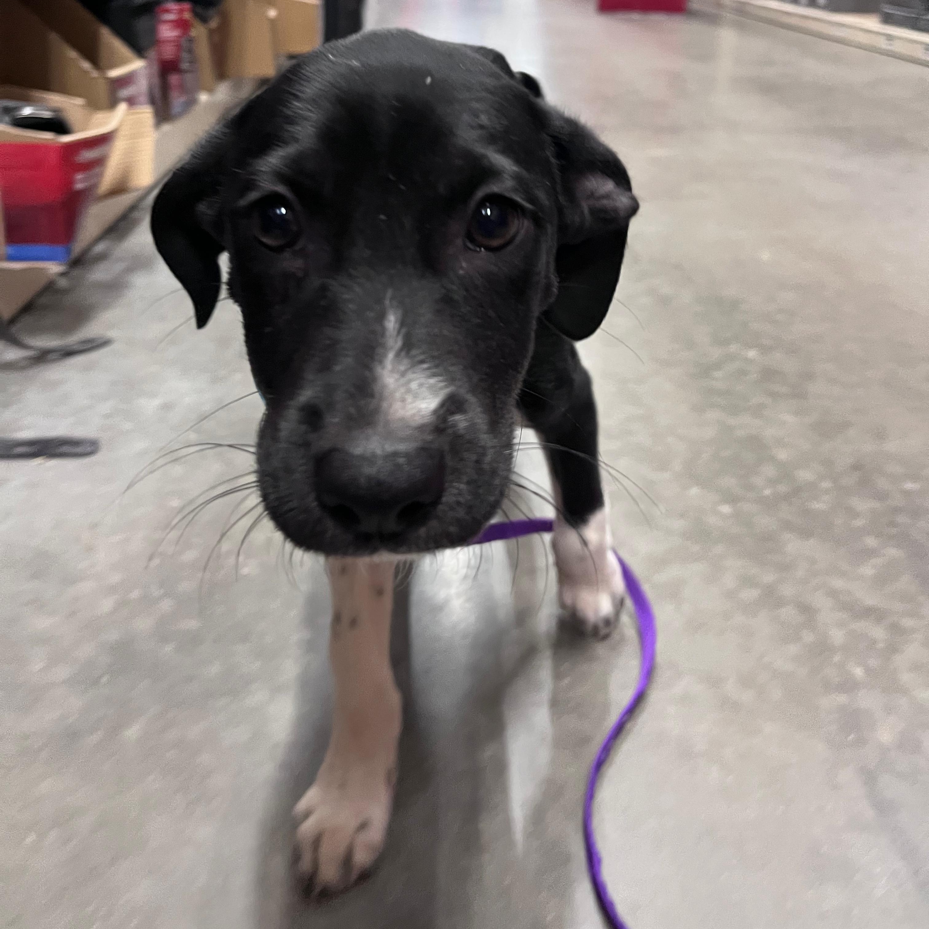 Enlarge Maggie, a ADOPTABLE mixed breed in Baldwin, MD image 5/6