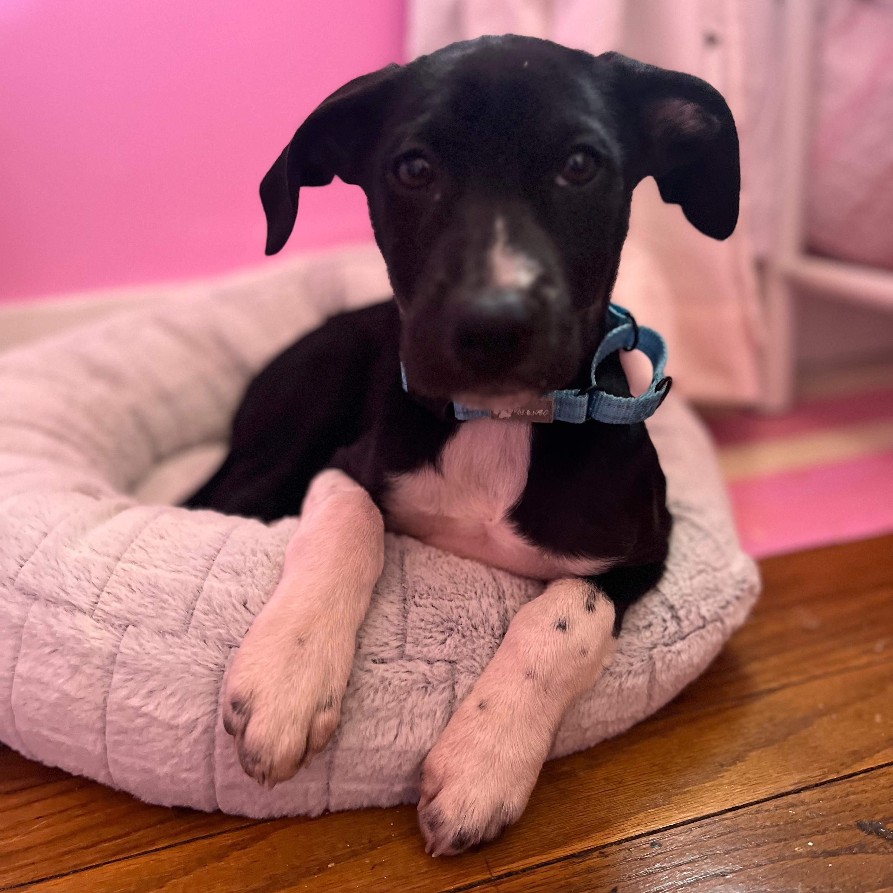 Enlarge Maggie, a ADOPTABLE mixed breed in Baldwin, MD image 6/6