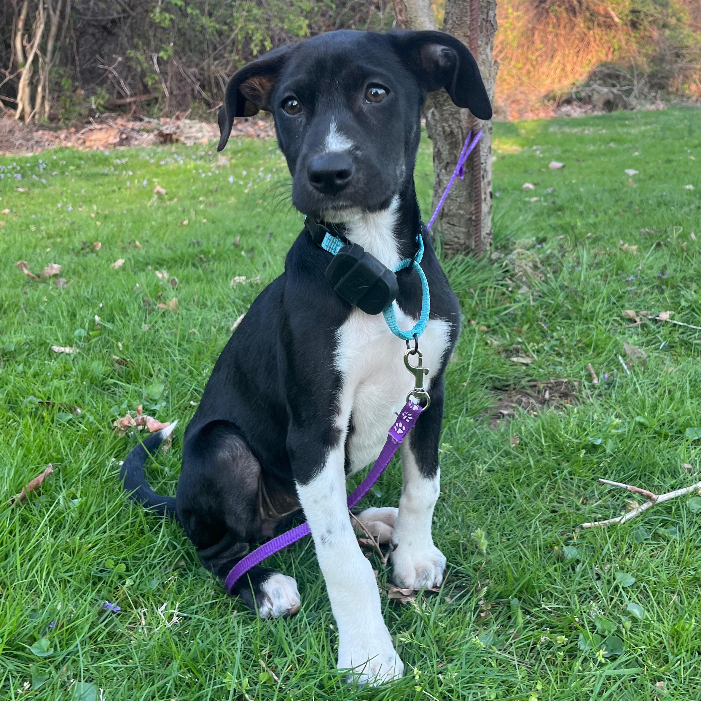 Enlarge Maggie, a ADOPTABLE mixed breed in Baldwin, MD image 2/6
