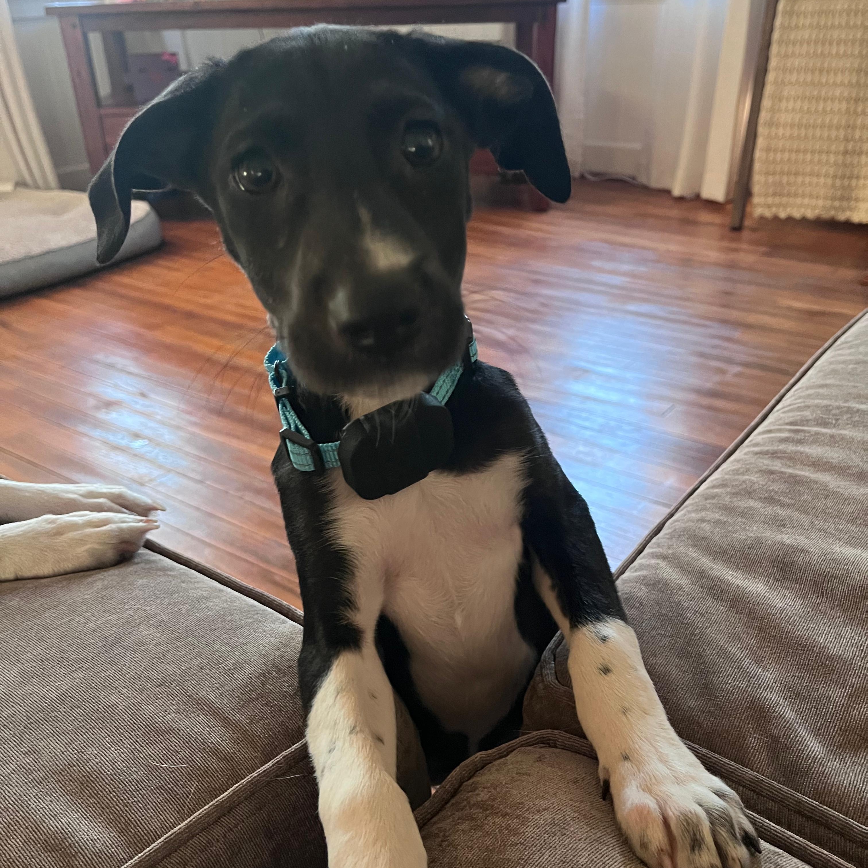 Enlarge Maggie, a ADOPTABLE mixed breed in Baldwin, MD image 4/6