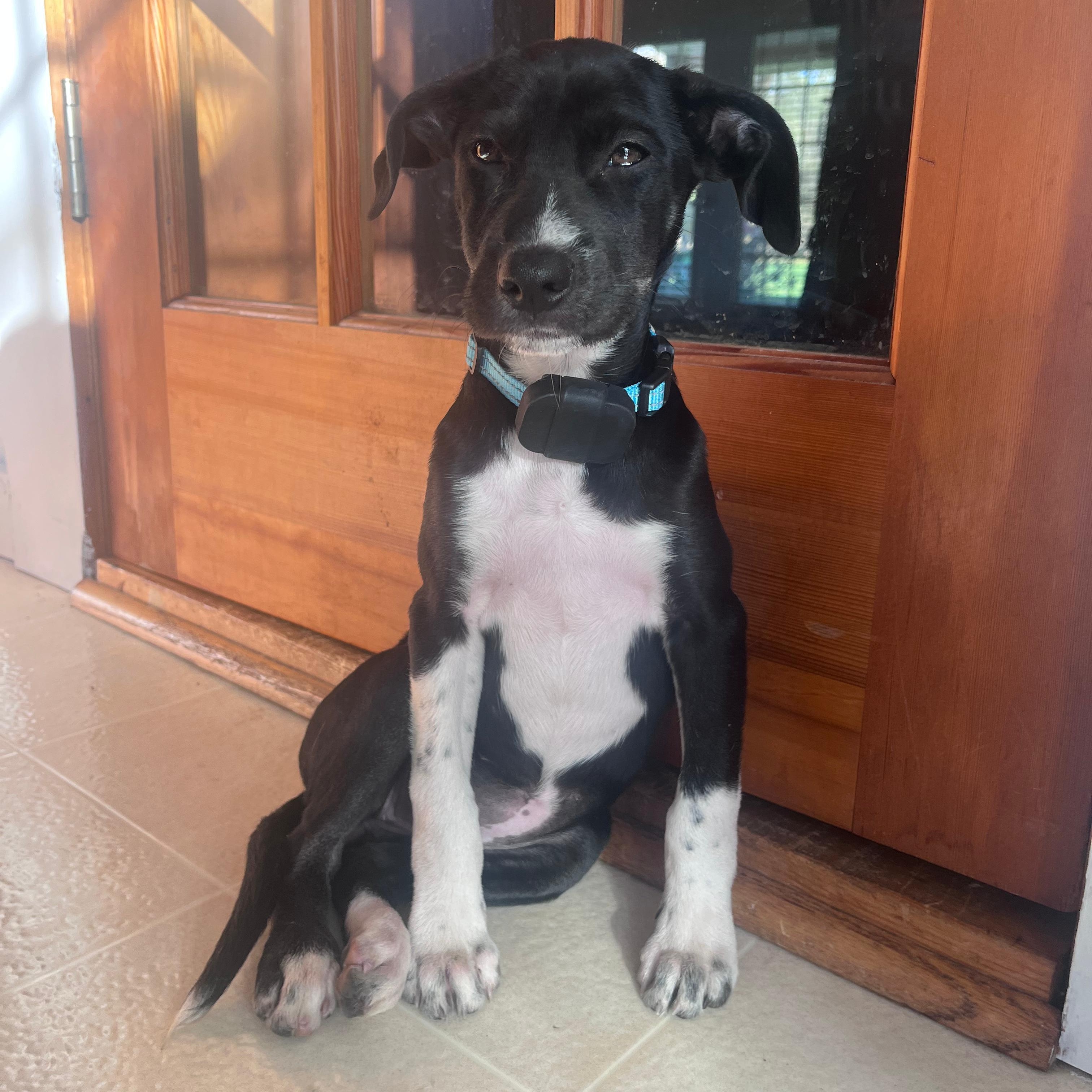 Enlarge Maggie, a ADOPTABLE mixed breed in Baldwin, MD image 3/6