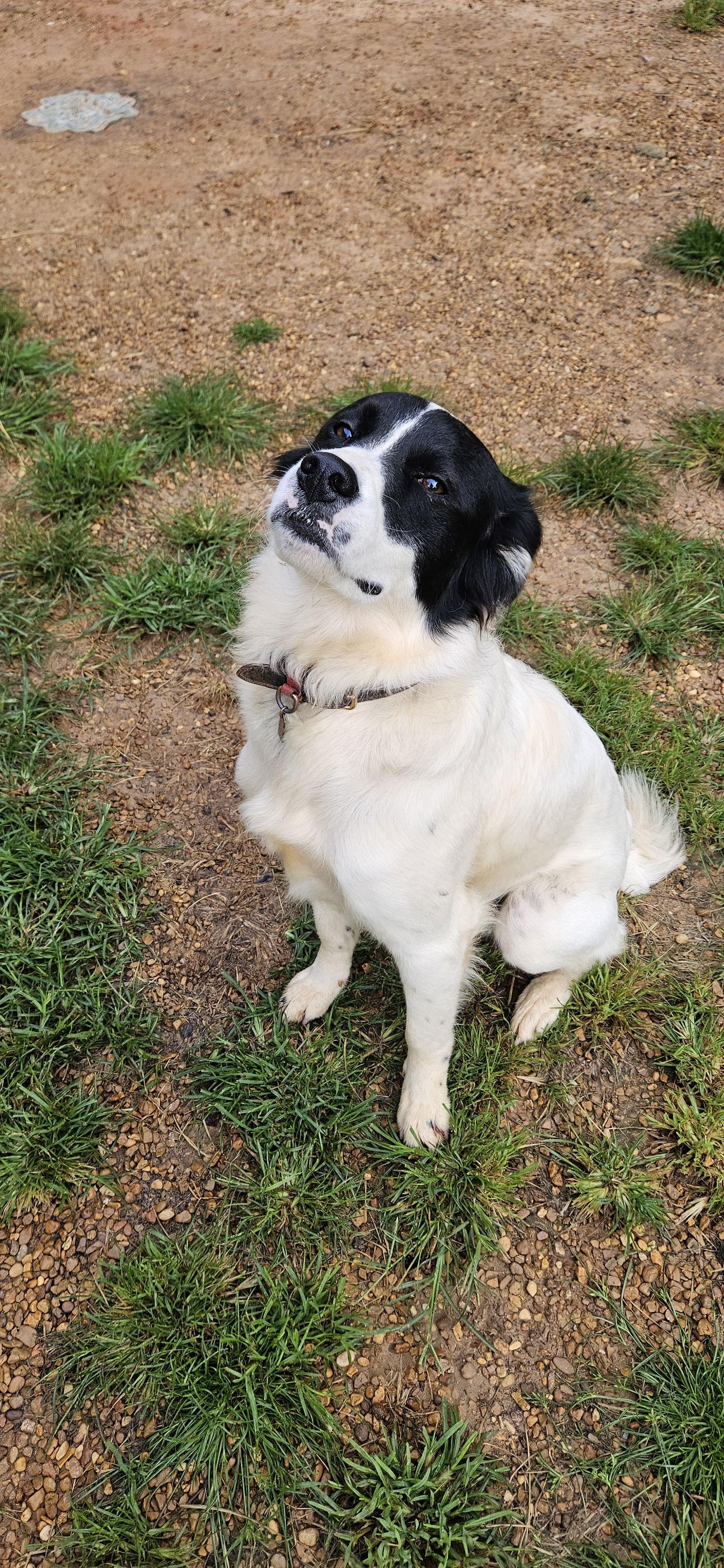 Enlarge Oreo, a Adoptable mixed breed in Corinth, MS image 1/2