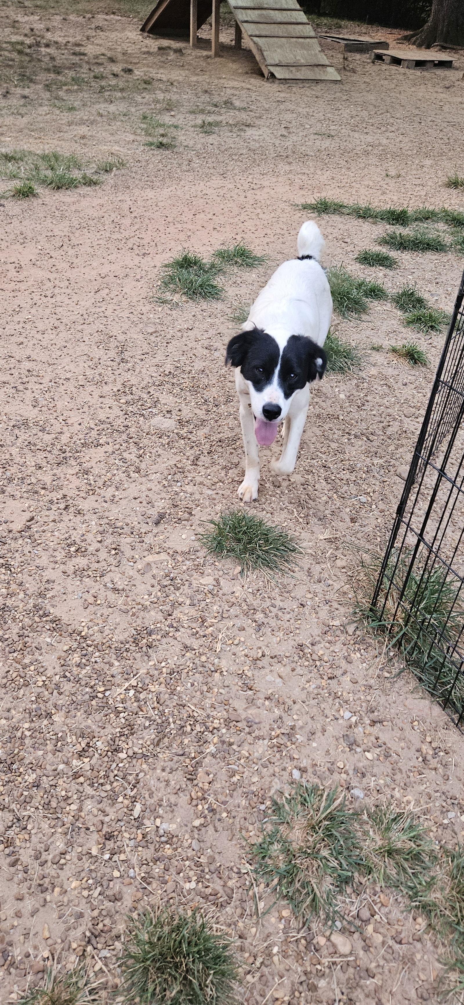 Enlarge Oreo, a Adoptable mixed breed in Corinth, MS image 2/2