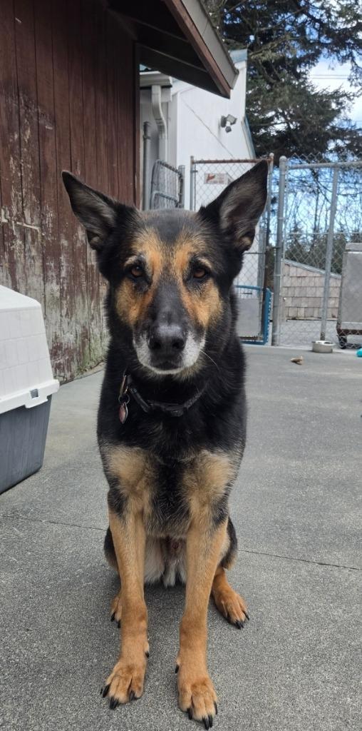 Bear, Adoptable, Senior Male German Shepherd Dog.