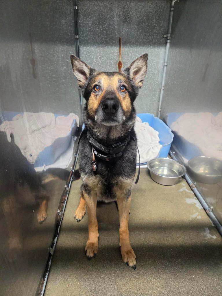 Enlarge Bear, a Adoptable German Shepherd Dog in Kodiak, AK image 2/2