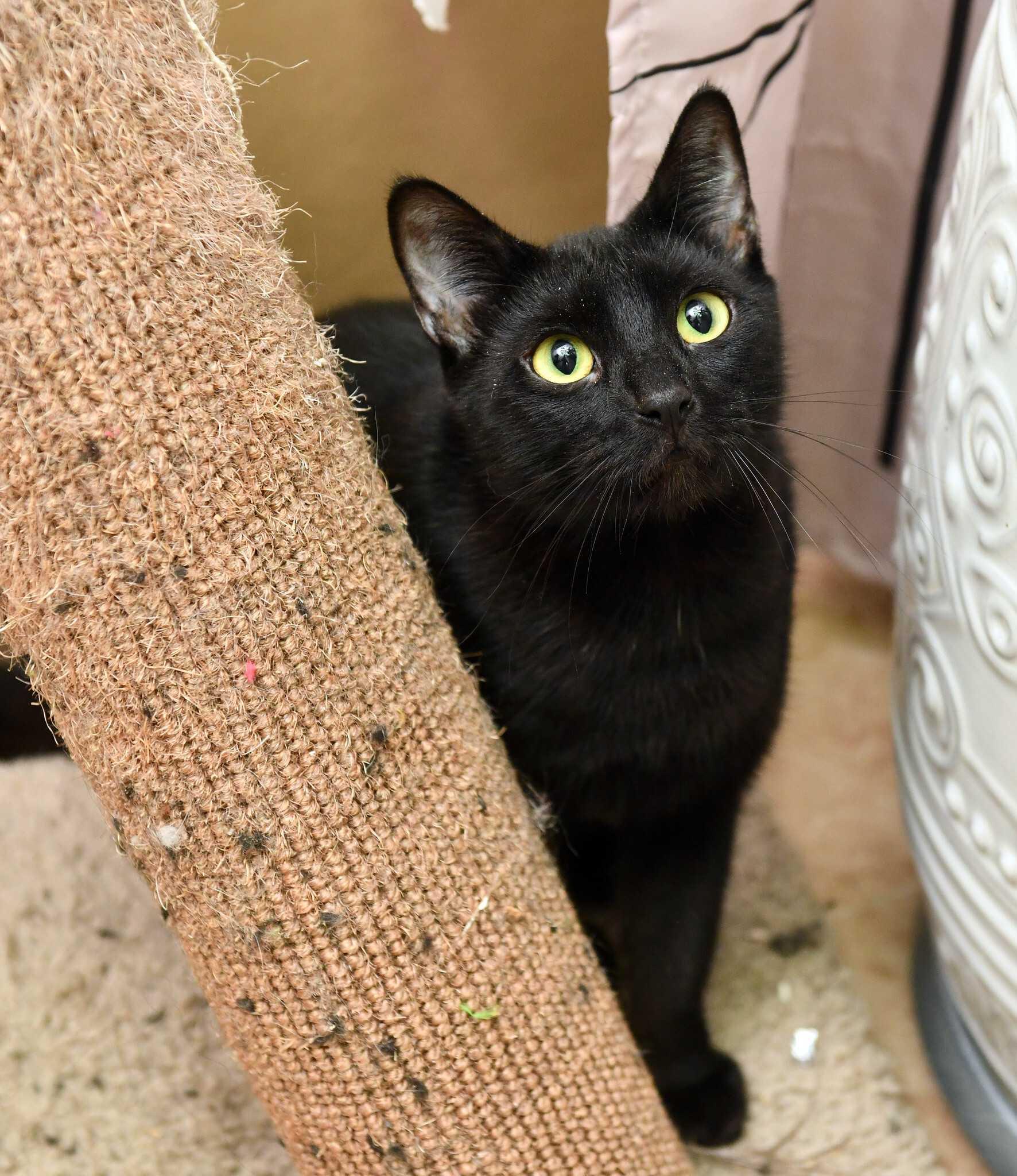 Filly and Royd, a ADOPTABLE Domestic Short Hair in Seattle, WA image 3/6
